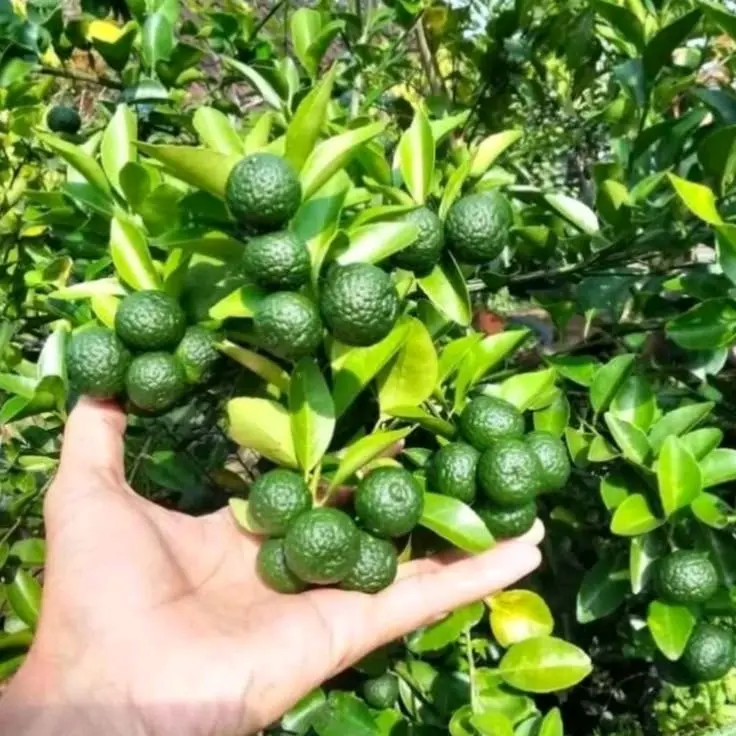 paket hemat dapat 2 Bibit jeruk limau hasil semai biji cepat berbuah untuk masakan dapur siap tanam