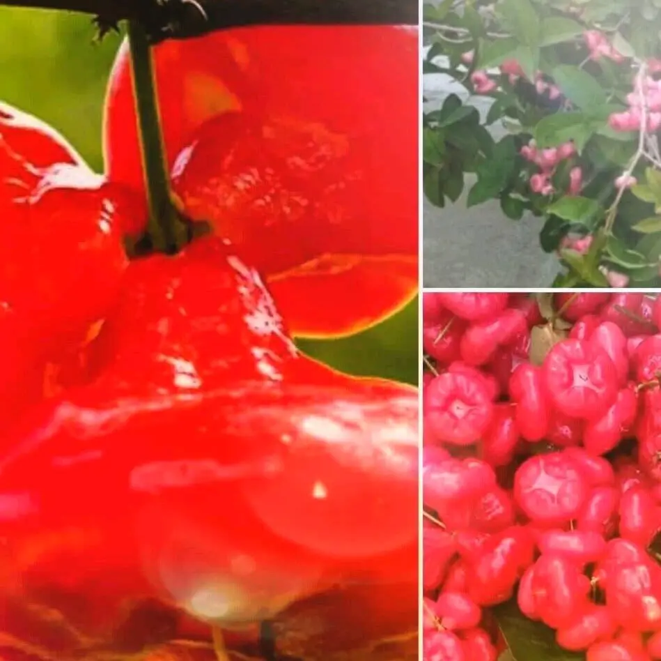 ANAK POKOK JAMBU BERTIH MEGA HYBRID