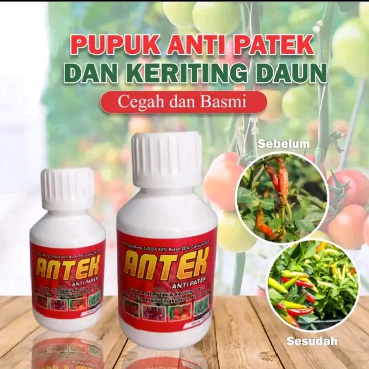 pupuk antek - anti patek dan keriting daun mencegah patek Tanaman