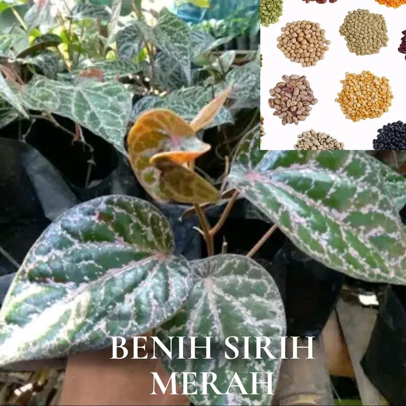 Benih Sirih Merah (Bbt Sirih Merah) 2