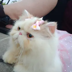 Dog Hair Clip Ribbon Pita Lucu Busur Jepit Rambut Anjing Dan Kucing Aksesoris Rambut Hewan Peliharaan Karet Gelang Berkualitas Tinggi Warna Cerah Dan Indah