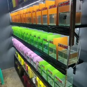 Soliter kaca Yanto betta fish