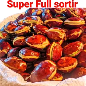 Jengkol Tua Super Bagus 1 KG MURAH SORTIRAN  Kecombrang