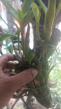Product Review of RIEKE ARTIFICIAL PLANT ANGREK CATTY 6 PCS - KUALITAS TERJAMIN ESTETIK from B**g B**r 0