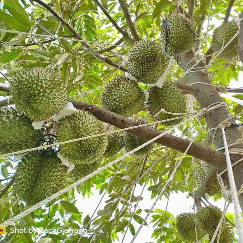 Cuộn dây thừng loại 4 li, dài 220m, cột cành, neo buộc cành sầu riêng, bưởi, cam, cao su, mít từ nhựa PP chịu lực tốt, chống gãy đỗ cành dây pô 7