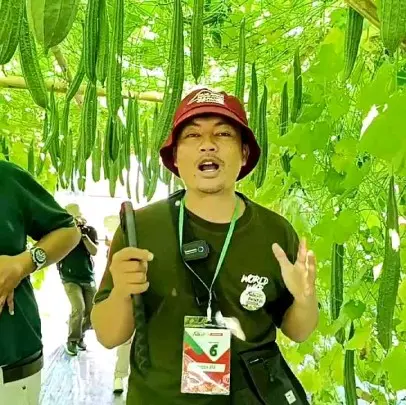 Benih Bibit Gambas Oyong Anggun Tavi F1 (Tahan Virus, mudah Merambat dan Tahan Simpan) Isi 75 Butir Kadaluarsa 2026 Terbaru - Cap Panah Merah (Tanaman Sayuran Umbi Hijau Daun) 8