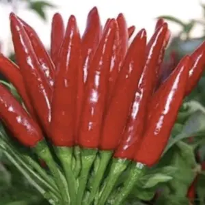 100 BUTIR BIJI BENIH CABE RAWIT TUMPUK JEPANG BERGEROMBOL