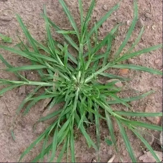 Herbisida Sistemik dan Kontak VECTRAL 500 ML Basmi Rumput Lulangan dan Teki 6