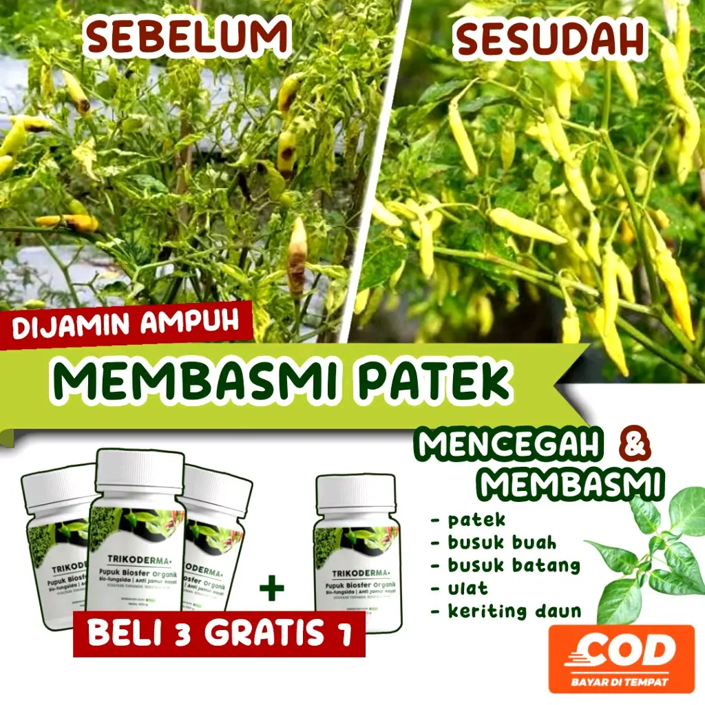 Perawatan Tanaman Tomat, Cabai, dan Syuran dengan Trikoderma - Mengatasi Patek, Busuk Batang Dan Keriting Pohon pupuk organik cair marolis cairan etrel
