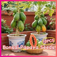 Gambar 100% Asli 10 Biji Pepaya Bonsai Dijual - Biji Pepaya Kerdil Untuk Menanam Pohon Pepaya Manis Yang Dapat Dimakan Pepaya Red Lady Biji Tanaman Pohon Pepaya Untuk Taman Balkon Pepaya Pot Dalam Ruangan Mudah Tumbuh - 1PACK dari Benih Pilihan Alam Kota Administrasi Jakarta Pusat 3 Tokopedia