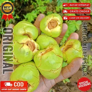 CENGKIR KELAPA / BELULUK /TEMBELUK KELAPA SEGAR 5 PCS