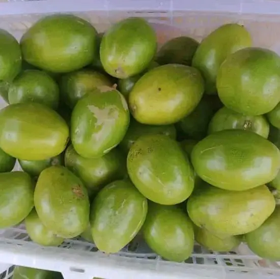 Buah Kedondong Kriuk 1kg Manis Segar Dan Enak kriuk kriuk 3