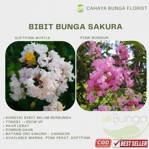 Bibit Pohon Bunga Sakura myrtle softpink - Sakura Pink Bungur
