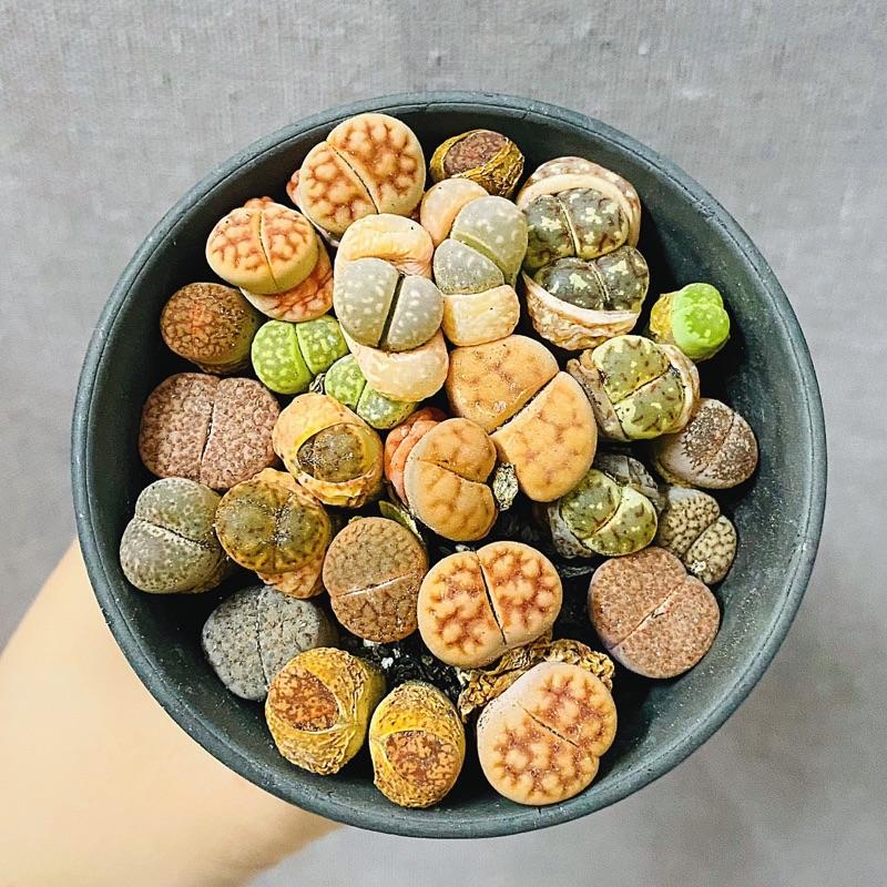 Sen Đá MôNg Cây Đôi - LITHOPS - Sen Đá Thạch Lan (Chậu 7.5cm) - Sen Đá Lithops Cây Mộng Nước Sen Đá Decor - Sen đá mini cực xinh - cây cảnh để bàn trồng - cây kèm chậu succulents 7