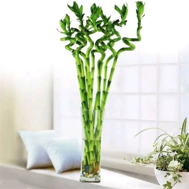 Artificial Tanaman Hias Bambu Hoki Sri Rejeki 5