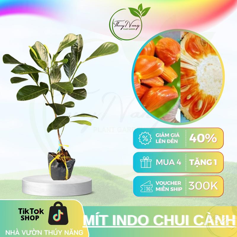Cây giống Mít Indo Ruột Đỏ Chui Cành - Giống cây trồng chất lượng cao