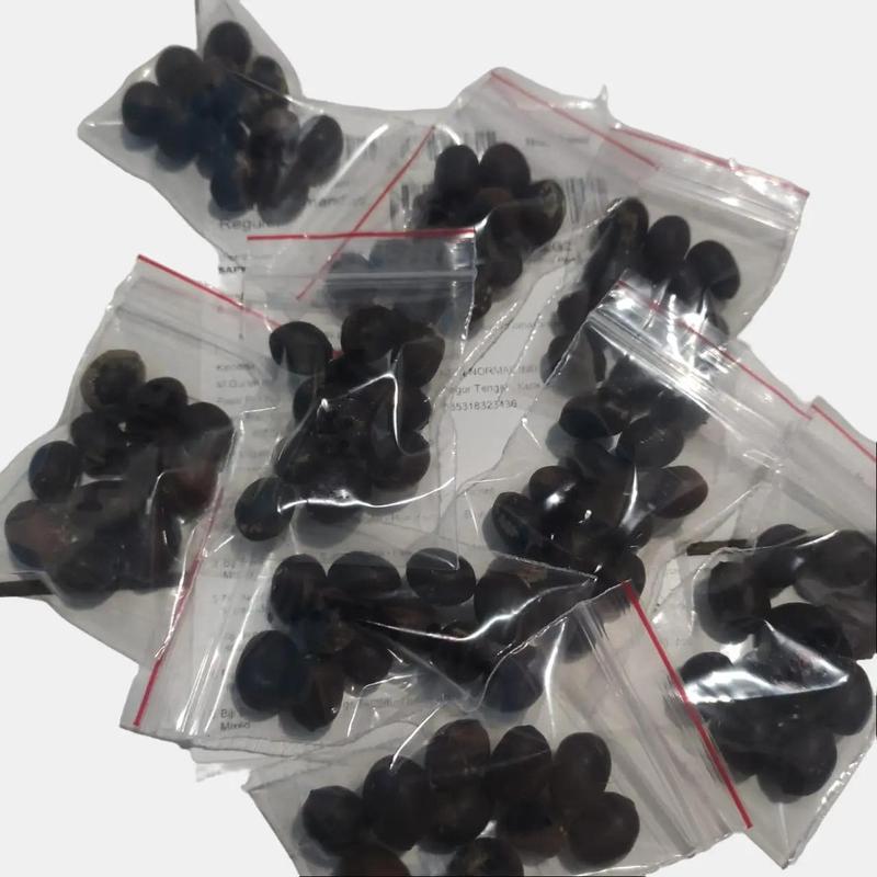 isi 20 Biji Bunga Lotus Teratai Mini Jepang, Kualitas Biji Unggul untuk Pertumbuhan Optimal Bunga Tanaman Alami Benih 3