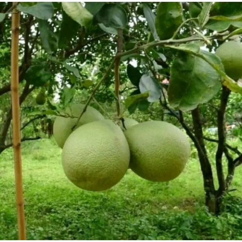 benih jeruk bali( bbt jeruk bali jumbo)