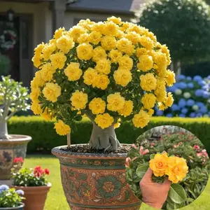 Tanaman Hias || ADENIUM KAMBOJA Bunga Tumpuk Warna Kuning Polos Pot Uk 15 Kode GD BFD2 MY BRD Hasil Grafting