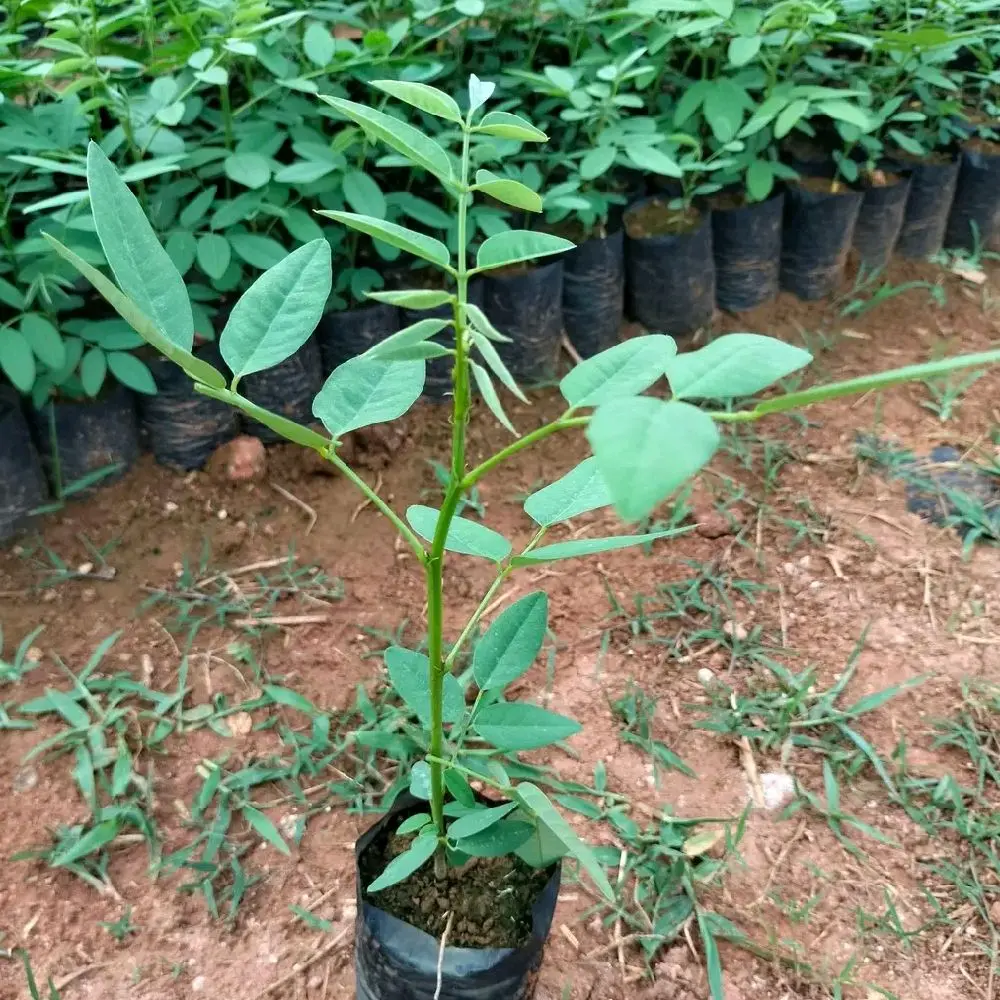 Paket pakan Isi 10 Indigofera Berprotein Tinggi 30-40 cm Artificial tanaman