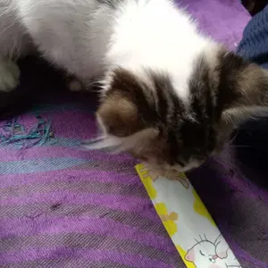 CHIYO Snack Kucing Pet Strip Snack Kucing Penggemuk/ Snack Makanan Kucing Basah/ Makanan Wet Cat Food Creamy Treats