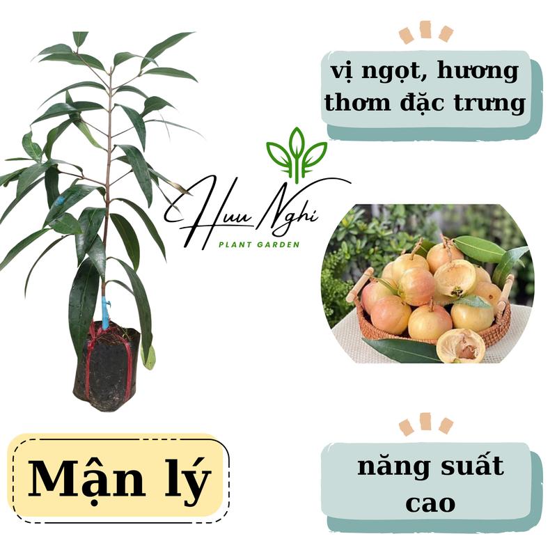  Cây giống Mận lý cây lý  mận lê  trái vàng thơm 