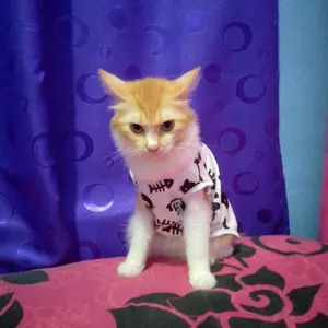 baju kucing anjing kelinci monyet lucu murah motif tulang