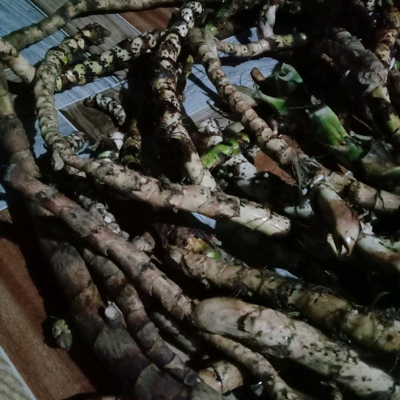 dlingo segar 100 gr,jeringau,dlingu 2
