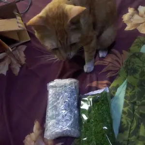 KRISPI RUMPUT LAUT ULVA RENYAH Cemilan