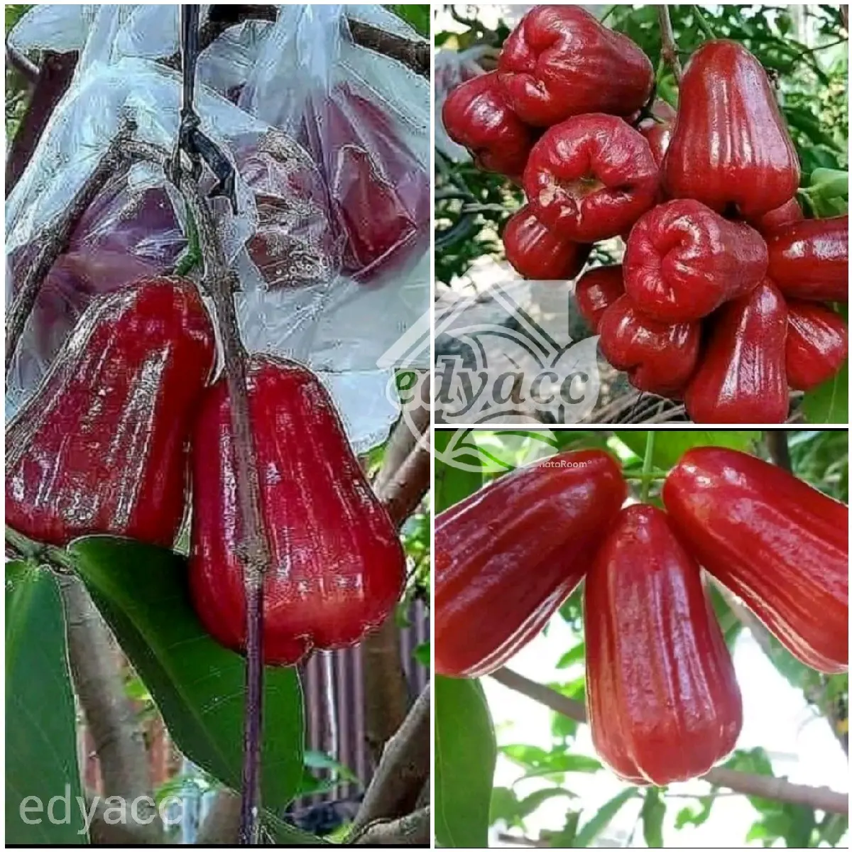 bibit jambu air citra merah berkualitas unggul