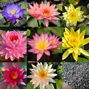 BENIH TERATAI - BIJI KECIL ISI 100 MIX WARNA