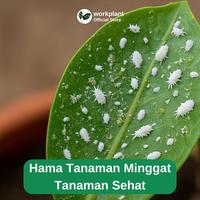 Gambar Workplant - Pengkilap Daun Organik Magic Leaf Tanaman Hias Daun Mengkilap & Bebas Hama Siap Pakai Aman Untuk Tanaman - Magic Leaf Only dari workplant official Kota Surabaya 4 Tokopedia