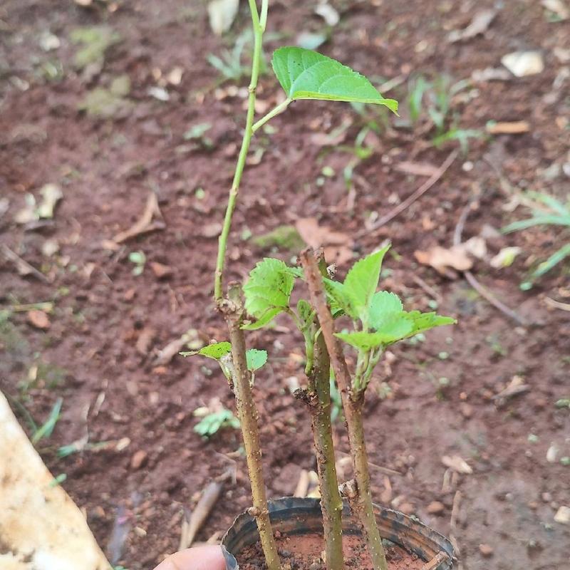 Combo 3 Chậu Dâu Tằm Siêu Trái ( Cành Nhỏ + Đang Ra Rễ ) Cây Giống Dâu Siêu Quả Làm Bonsai ăn trồng 2