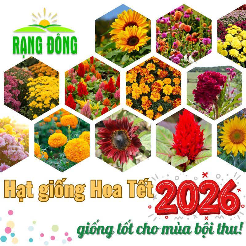 Hạt giống Hoa Tết 2026 - Thời điểm gieo trồng hoa Tết trổ hoa đúng ngày hoa nở to - Hạt giống Rạng Đông