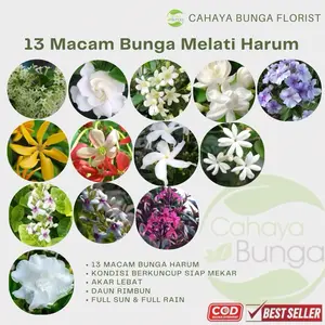 Bibit Bunga Melati -Bunga Super Wangi 13 macam - Isi 2 dan isi 5 - Rimbun Siap Mekar