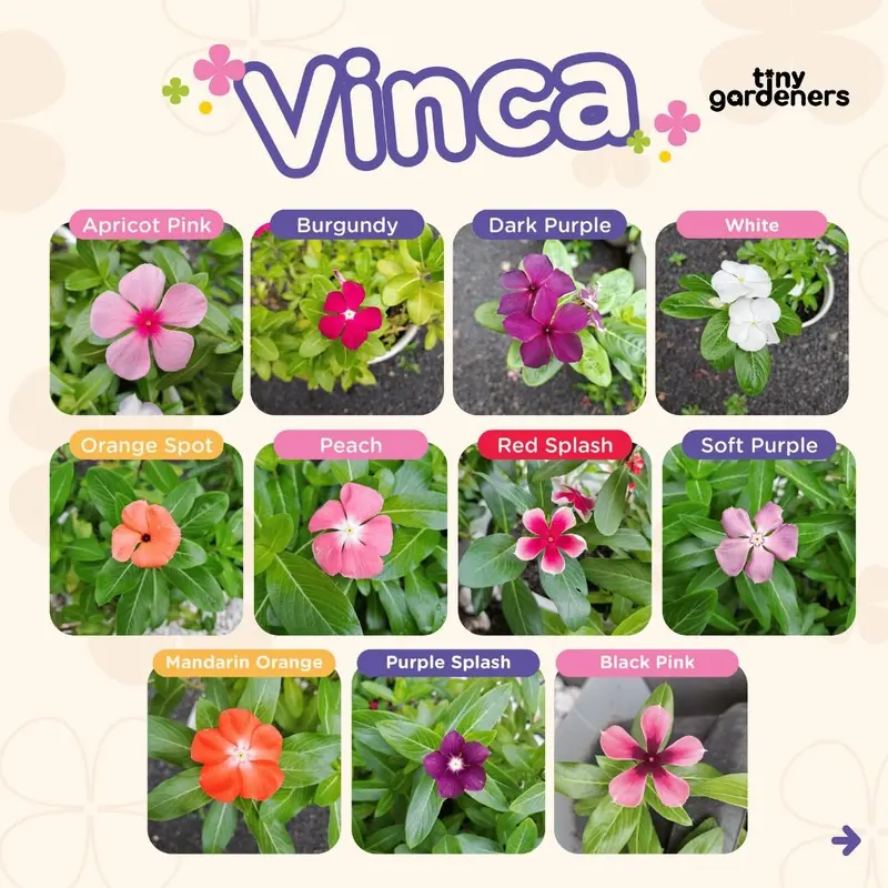 Tiny Gardeners - Bibit Bunga Vinca 0