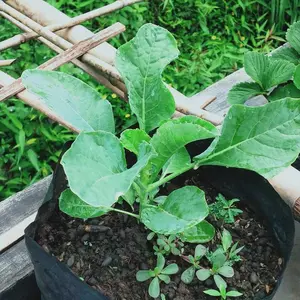 Benih Sayur Sayuran Benih Seribuan Varian Lengkap