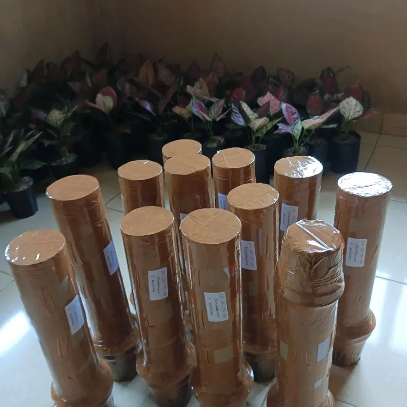 tanaman aglonema (paket merah isi 5) 7
