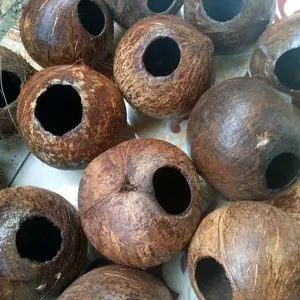 Batok kelapa utuh premium udah dikupas halus dan lembut bersih siap kirim secepatnya