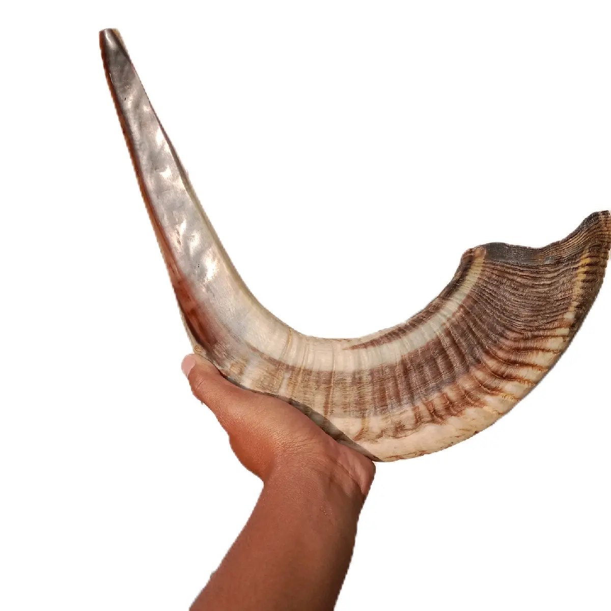 shofar ram 60 cm istimewa terompet sangkakala