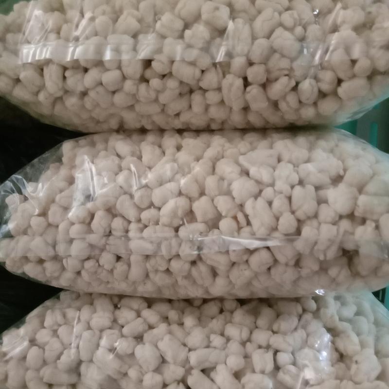Pilus cikur 500gra original Alami 2