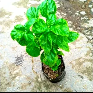 promo bibit bayam brazil siap tanam mudah tumbuh beli 4 gratis 1