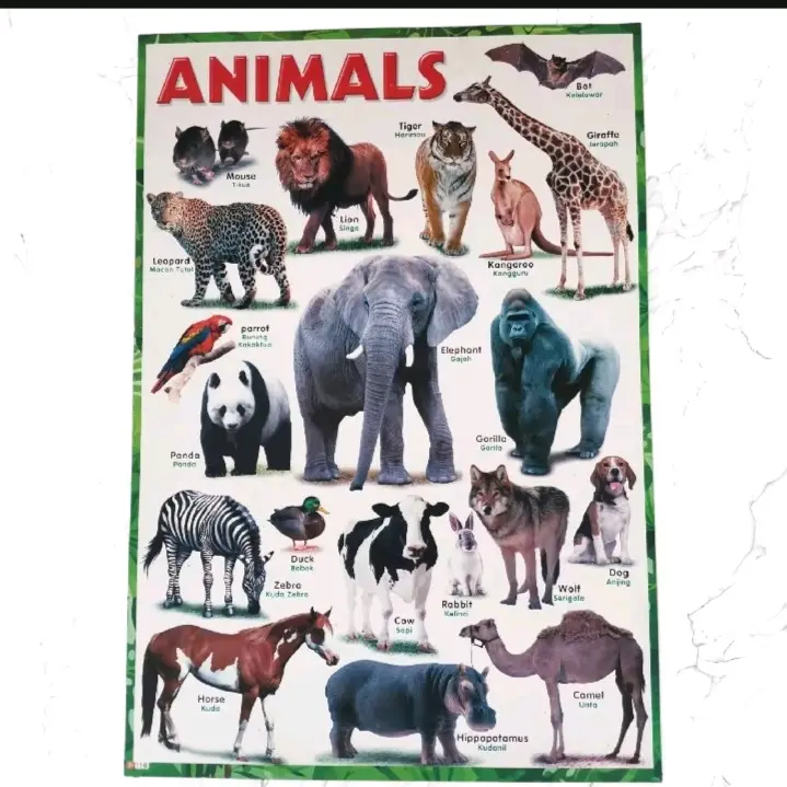 Poster Edukasi Anak Abjad, Angka, Hijaiyah dan Lain-lain - Stationery