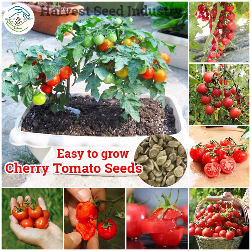 [Fast Germination] Hybrid Sweet Cherry Tomato Seeds Gardening Bonsai Fruit Tree Seeds Potted Edible Fruits Plants Indoor and Outdoor Real Plants Live Plants for Sale (200pcs Seeds for Planting Fruits and Vegetables, Easy To Grow In Singapore)