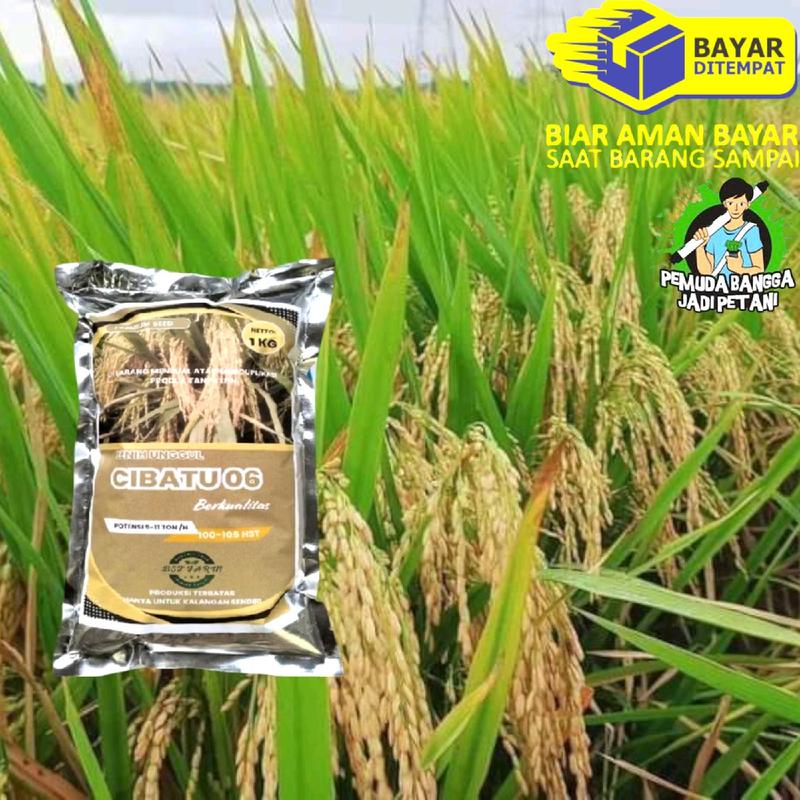 BENIH PADI CIBATU1KG (pengusaha tani@09) 1