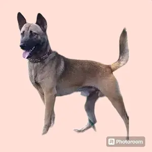 kalung kala kulit anjing pemburu selayang ras kampung termura kuat