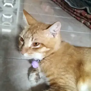 Kalung Kucing Motif Pinquin Kunci Premium Lonceng Ufo
