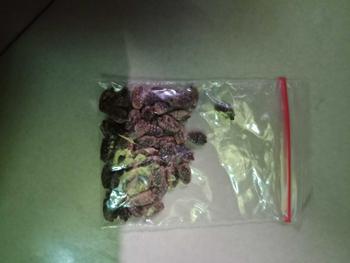 Product Review of Benih Markisa Madu Konyal - 25 Biji Siap Semai from W**m 1