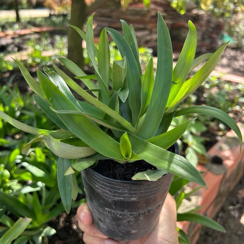 1 chậu cây cỏ bao tử - linh chi thảo