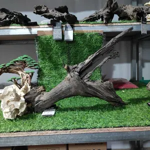 Kayu Dragonwood BLD 01 - 30 Asli untuk Aquascape dan Dekorasi Taman Hiasan Alam